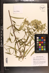 Eupatorium resinosum image