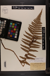 Dryopteris ludoviciana image