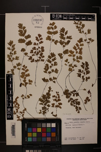 Adiantum capillus-veneris image