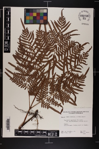 Pteridium aquilinum subsp. pseudocaudatum image