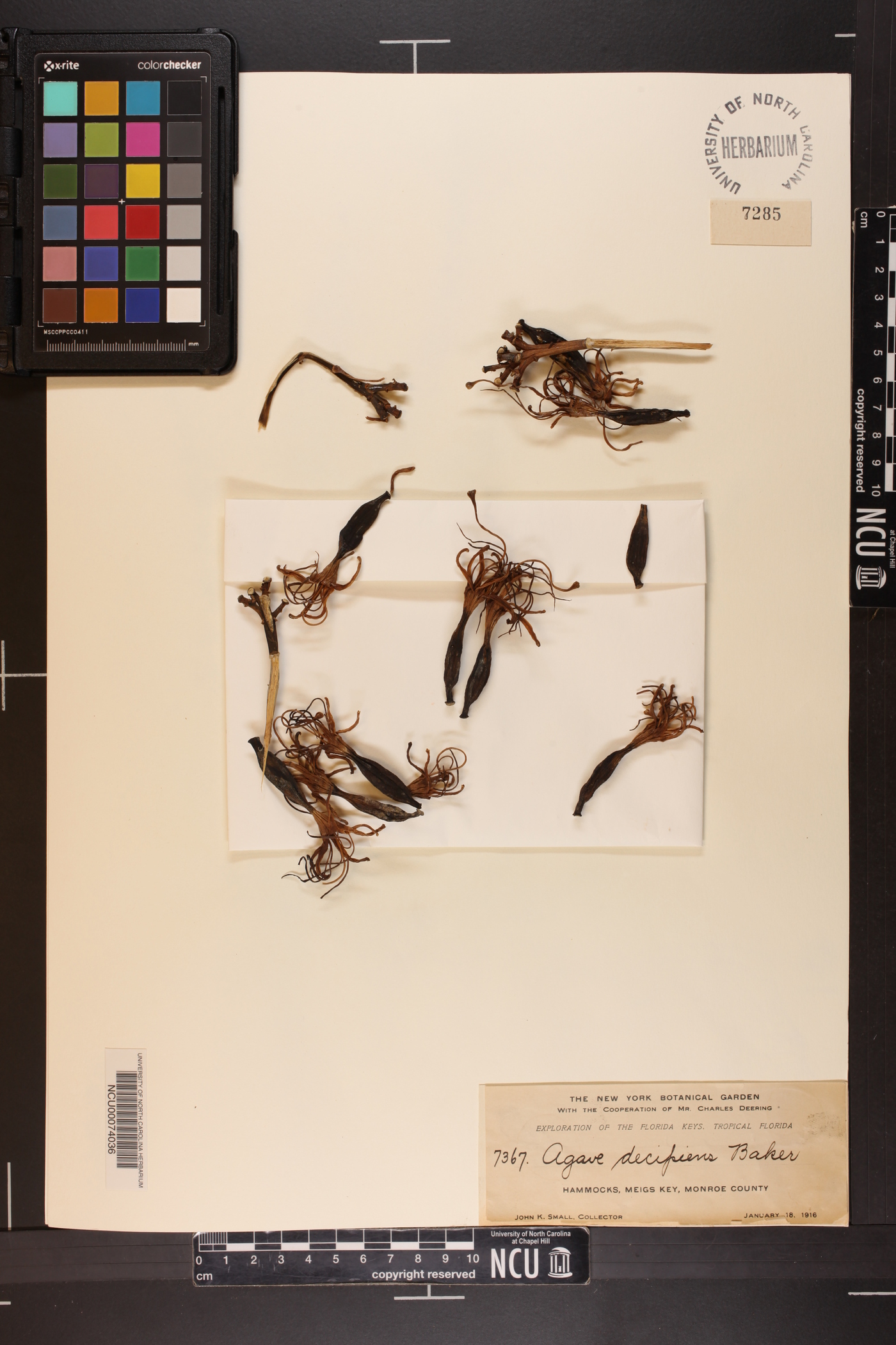 Agave decipiens image