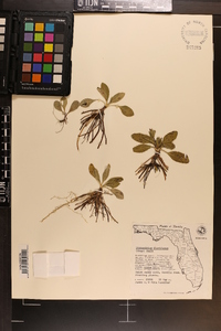 Stenandrium floridanum image