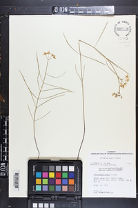 Asclepias feayi image