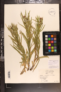 Liatris compacta image