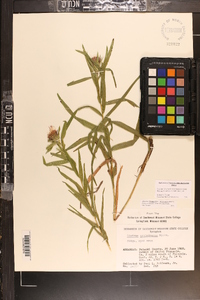 Liatris compacta image