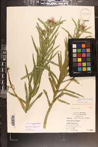 Liatris compacta image