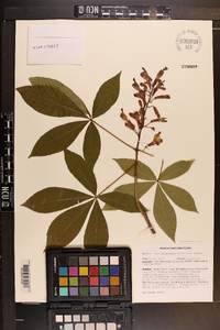 Aesculus x mutabilis image