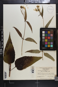 Helianthus microcephalus image
