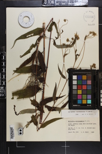 Helianthus microcephalus image