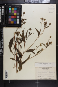 Helianthus microcephalus image