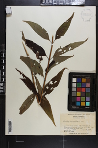 Helianthus microcephalus image