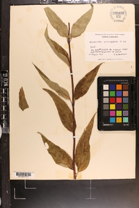 Helianthus microcephalus image