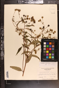 Helianthus microcephalus image