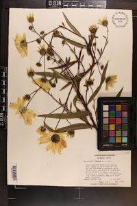 Helianthus simulans image