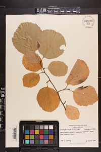 Fothergilla major image