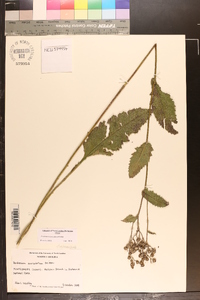 Parthenium auriculatum image