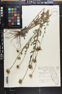 Rudbeckia hirta var. floridana image