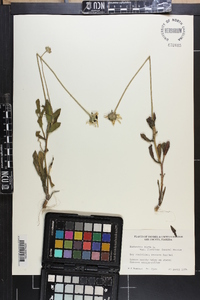 Rudbeckia hirta var. floridana image