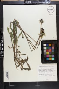 Rudbeckia hirta var. floridana image
