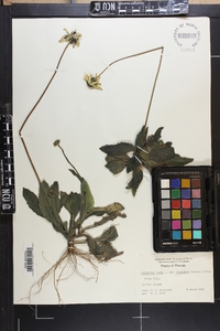Rudbeckia hirta var. floridana image