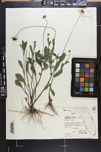 Rudbeckia hirta var. floridana image