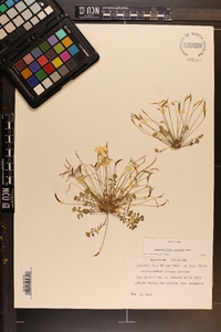 Leavenworthia stylosa image