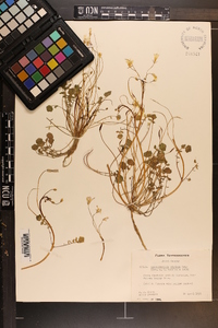 Leavenworthia stylosa image