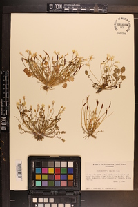 Leavenworthia stylosa image