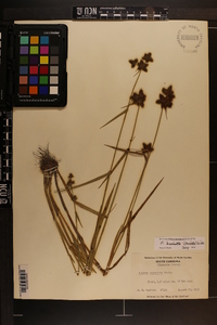 Fuirena breviseta image