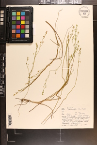 Bartonia paniculata image