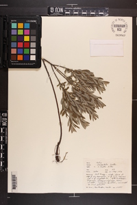 Salix tristis image