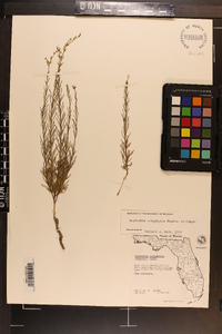 Euphorbia polyphylla image