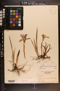 Iris verna image