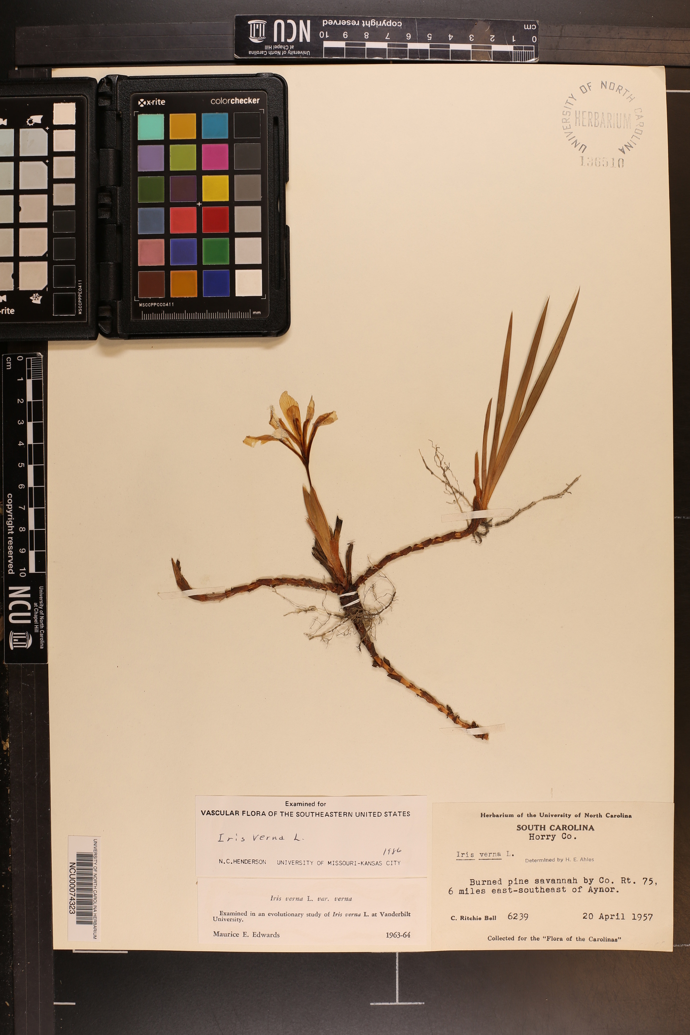 Iris verna var. verna image