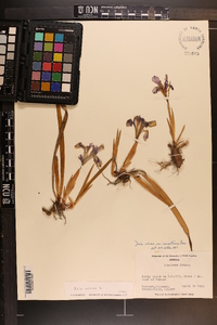 Iris verna image