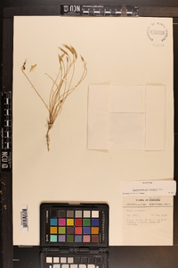 Leavenworthia stylosa image