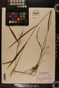 Elymus hystrix image