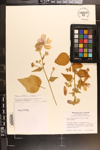 Kosteletzkya pentacarpos var. pentacarpos image