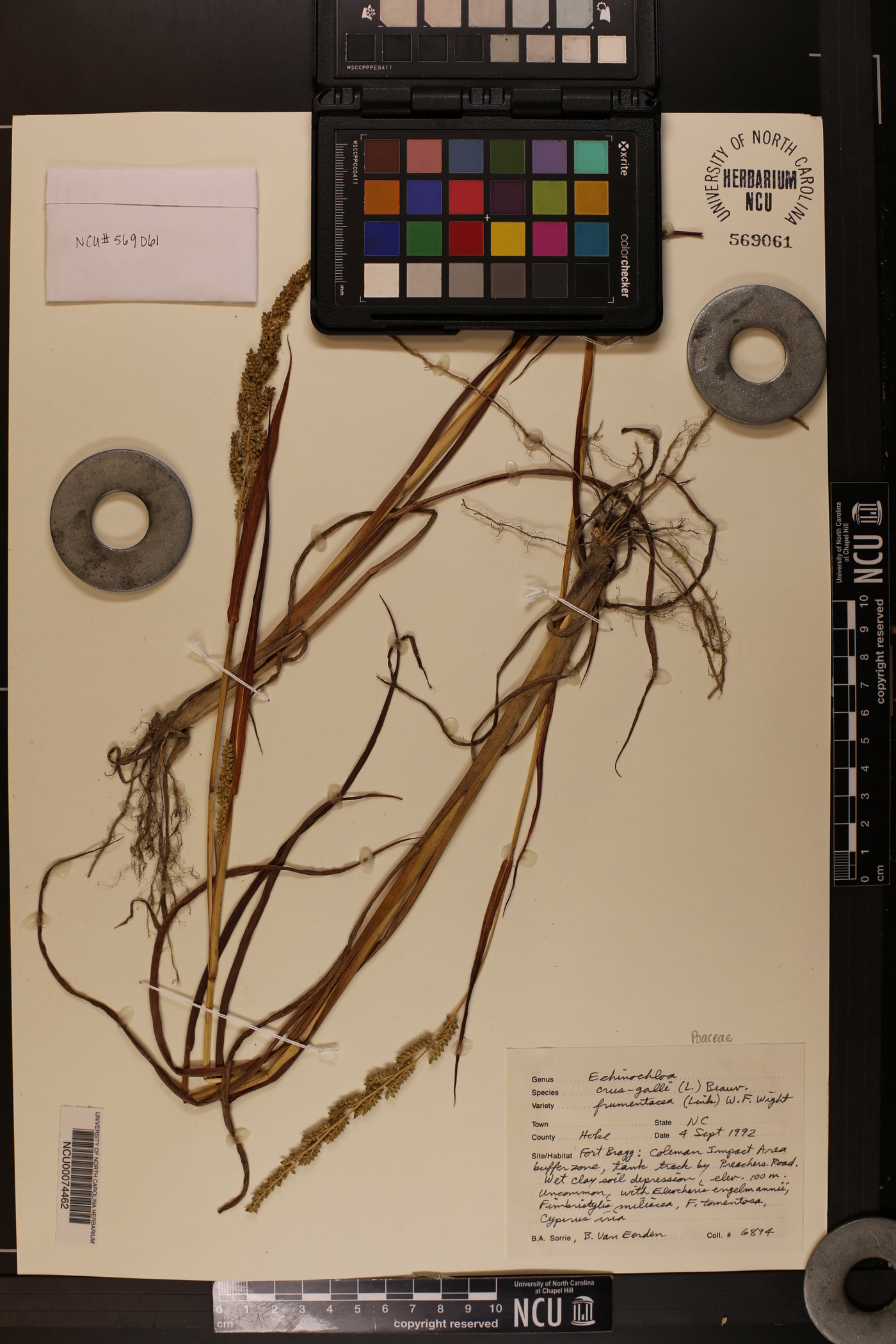 Echinochloa crus-galli var. crus-galli image