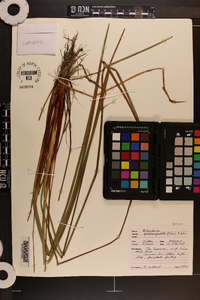 Eleocharis quadrangulata image