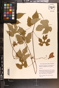 Vitis cinerea image