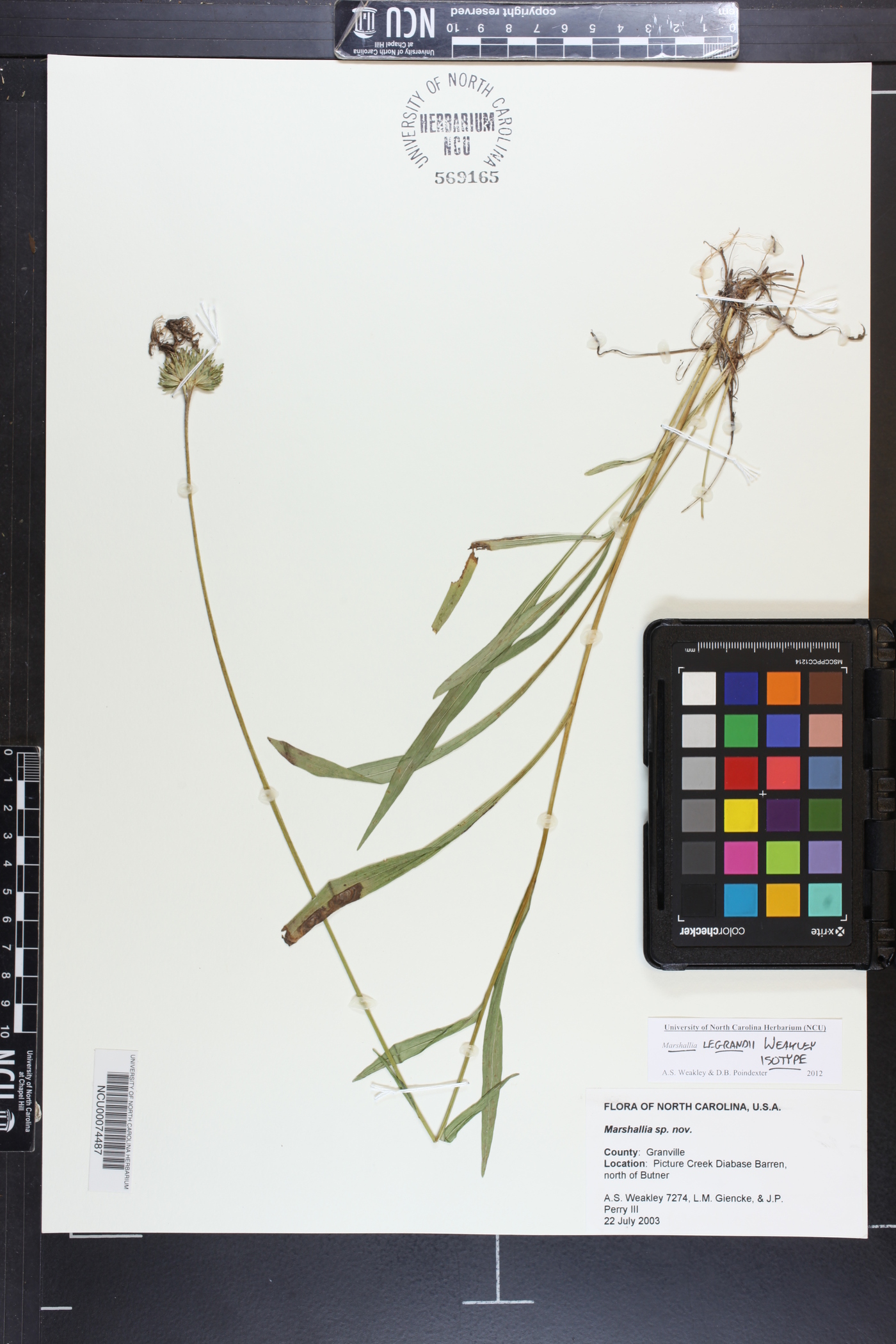 Marshallia legrandii image