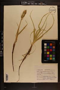 Carex kobomugi image