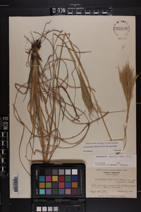 Andropogon glomeratus image