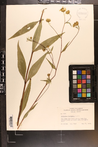 Helianthus laevigatus image