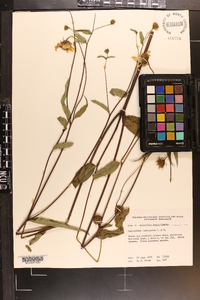 Helianthus laevigatus image