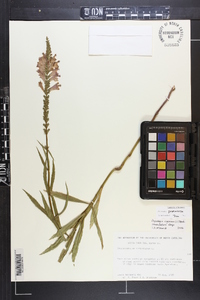 Physostegia praemorsa image