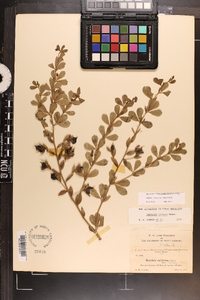 Baptisia hirsuta image