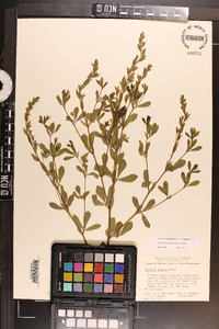 Baptisia hirsuta image