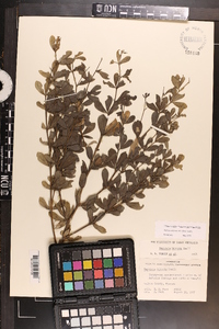 Baptisia hirsuta image